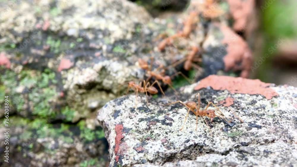 a group of red ants walking on a rock, working together to move food into the nest, footage of red ants a group of red ants walking on a rock, working together to move food into the nest, footage of red ants