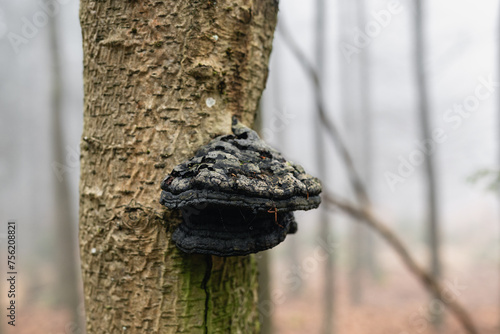 Polyporus mushroom on a tree in winter