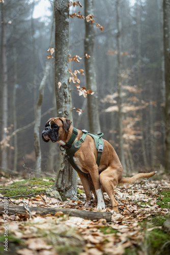Young german boxer dog pooping in forrest