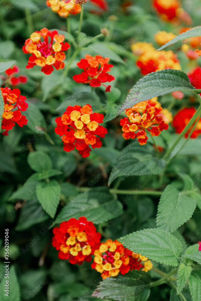 Yellow, Orange and Red Flowers