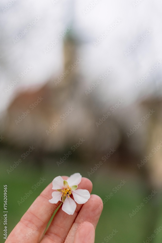 woman's hand touching pink flower of fruit trees in spring woman's hand touching pink flower of fruit trees in spring