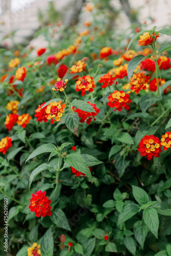 Red and Yellow Flower Bush