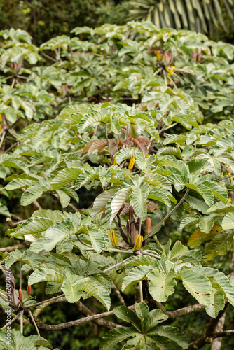 Lush Costa Rican foliage in La Fortuna