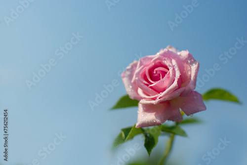 One blooming beautiful  pink  rose with blue sky garden background, Souvenir de la Malmaison