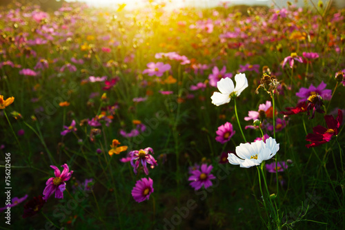 Beautiful blooming white cosmos field with blurred colorful cosmos background