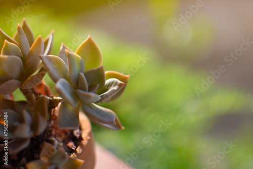 Succulent plant in the brown pot with blurred garden background