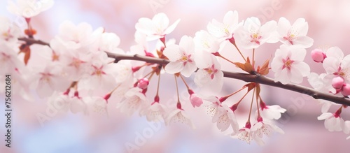 A closeup shot of a cherry blossom branch on a tree, showcasing delicate pink petals against a blue sky backdrop in a natural landscape