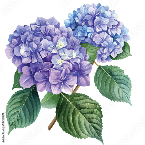 Hydrangea Clipart Clipart isolated on white backgroud