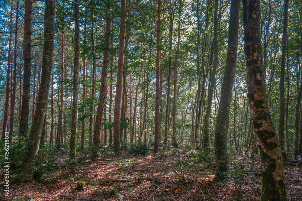 Fototapeta premium Forêt du Jura Vaudois en été, Suisse