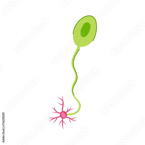 neuroscience neurons cartoon vector illustration