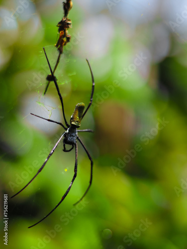 Wood spiders or nephila maculata are large spiders that live in wild tropical forests