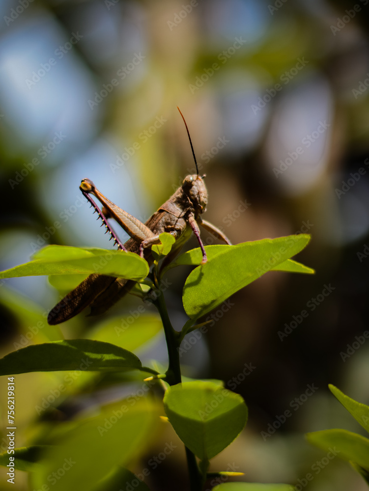 grasshoppers perched on leaves
