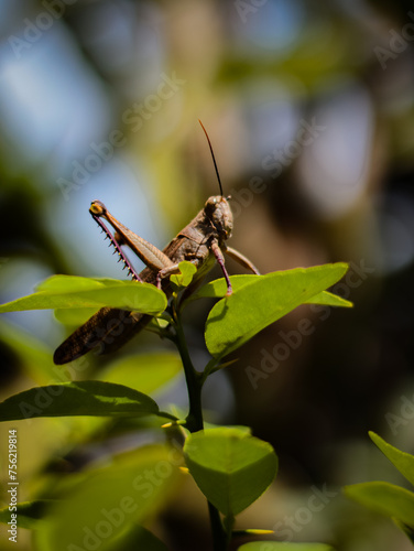 grasshoppers perched on leaves © Athok Fadhlin