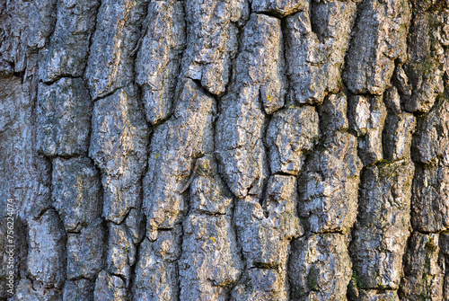 ash bark texture © taviphoto