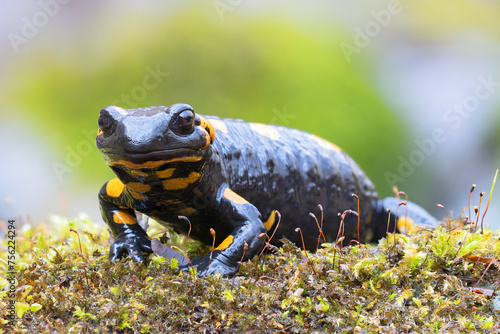 fire salamander in natural habitat © taviphoto