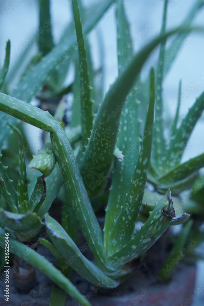 aloe vera plant in water aloe vera plant in water