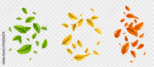Color foliage swirls set isolated on transparent background. Vector realistic illustration of green mint, yellow, orange tree leaves flying in air, herbal tea, autumn or summer season design elements