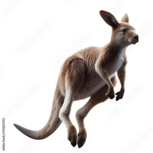 kangaroo jumping on transparent background