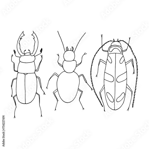 beetles set hand drawn in doodle style. simple, minimalism,