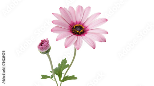 Captivating Botanical Beauty  Pink Daisies in a Romantic Floral Arrangement on a Transparent Background  Perfect for Elegant Decor and Modern Aesthetics