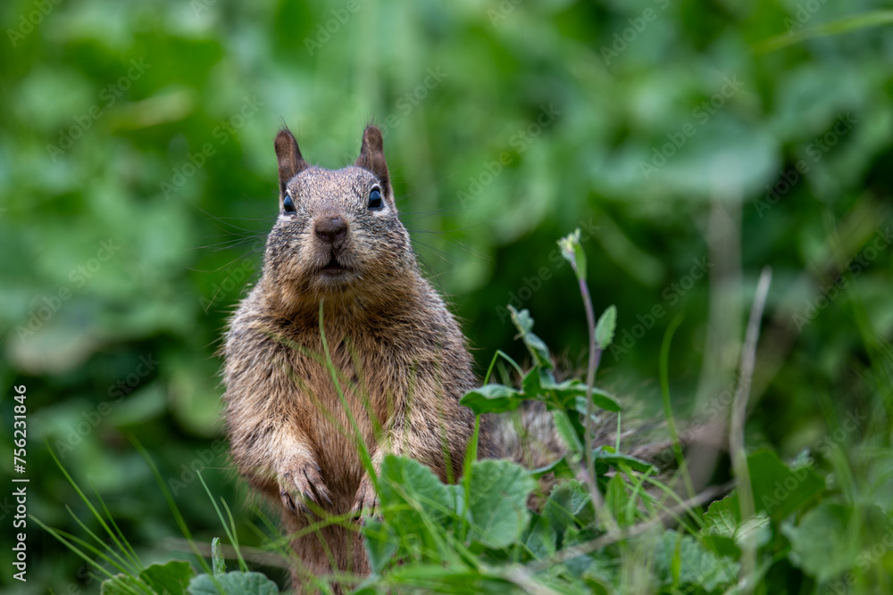 Close-up of squirrel on new grass Close-up of squirrel on new grass