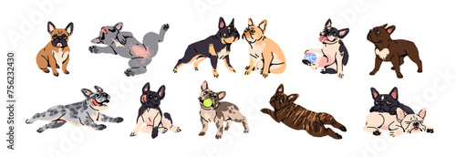 French bulldogs in different colors set. Cute toy dogs with funny muzzles. Adorable puppies play, rest, relax, have fun. Amusing pets, domestic animals. Flat isolated vector illustration on white
