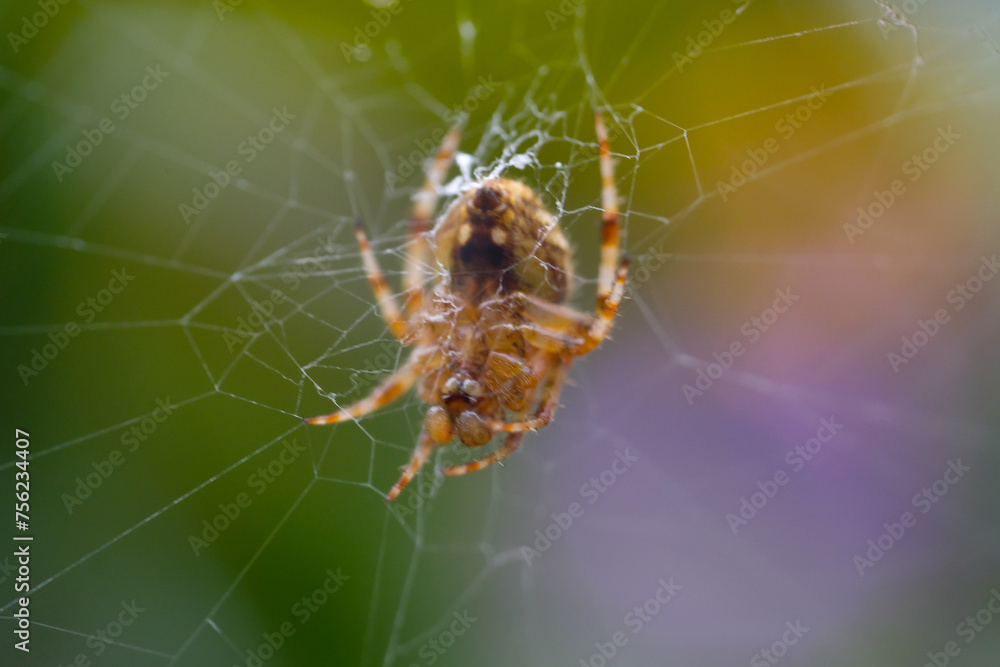 Macro Photography. Animal Closeup. Tropical spider (Cyrtophora citricola) in the middle of the nest. Tropical spiders are nesting in the yard. Shot with a macro lens Macro Photography. Animal Closeup. Tropical spider (Cyrtophora citricola) in the middle of the nest. Tropical spiders are nesting in the yard. Shot with a macro lens
