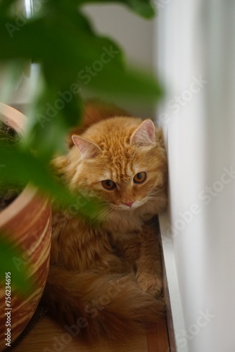 cat in the garden in the room nicely set up