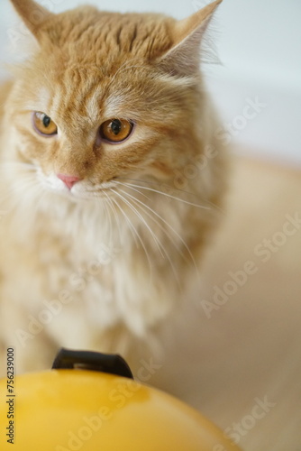 portrait of a cat in a room with wooden floor