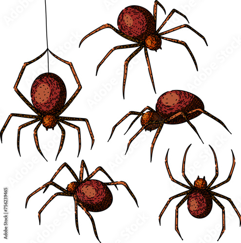 spider set hand drawn vector, cobweb texture, helloween frame spider vector sketch. isolated color illustration
