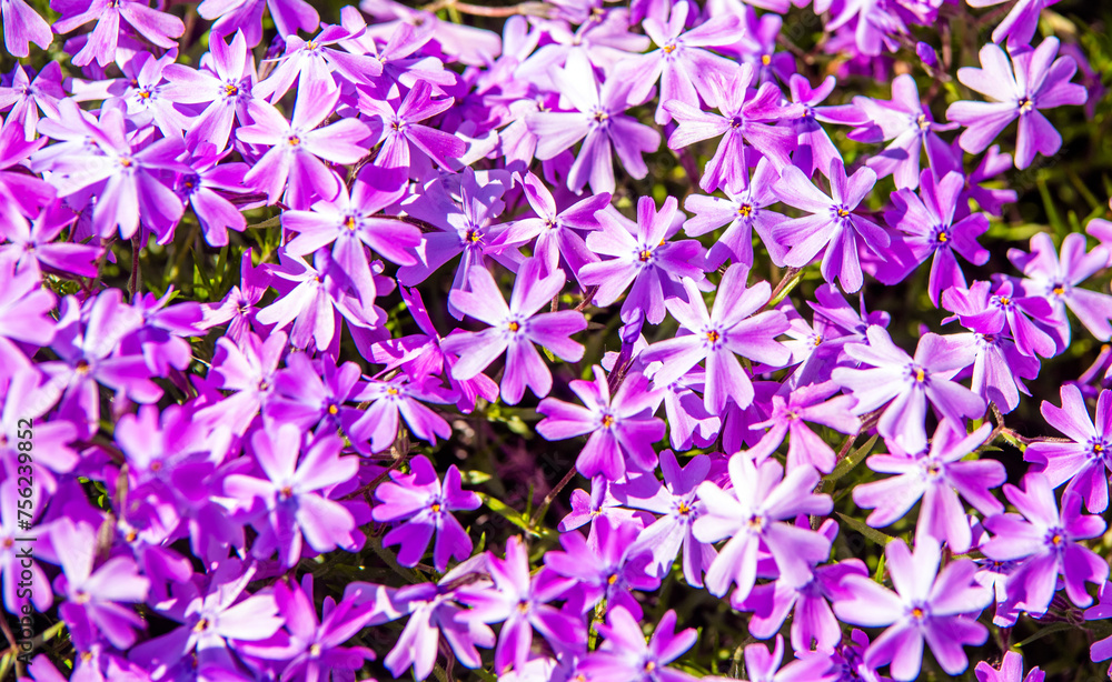 Natural background of small purple flowers
