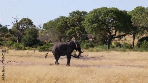 Herd of African Elephants at the waterhole midday
