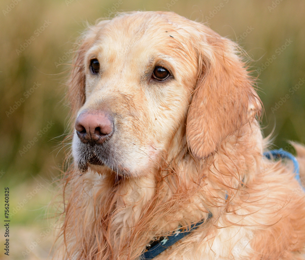 Pies rasy Golden retriever - obrazy, fototapety, plakaty 