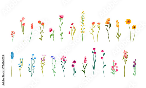 Set delicate flowers and stems. Field herbs, spring meadow floral branches, simple blooms. Shrubs and subshrubs. Gentle blossomed plants. Botanical design elements. Flat vector illustration isolated