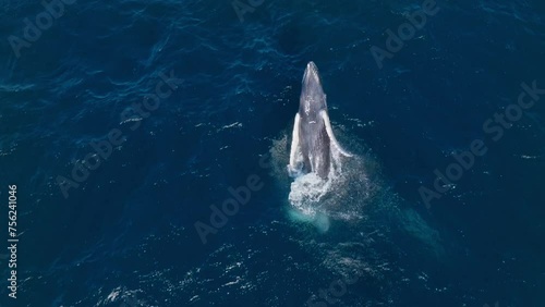 High angle aerial view of jubilant humpback whale breaching twice in Caribbean