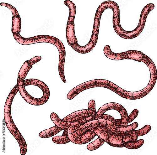 worm set hand drawn. simple vector, earth pink, compost garden worm vector sketch. isolated color illustration