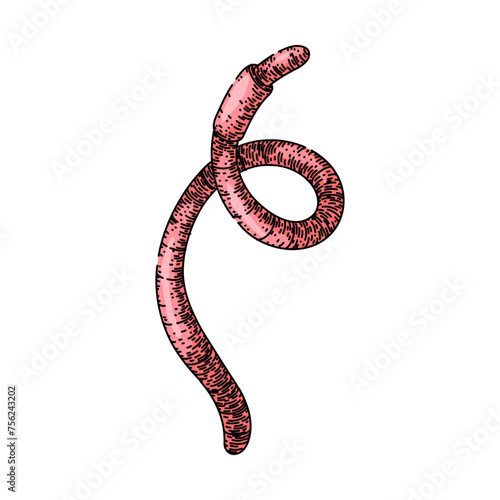 worm hand drawn. earth pink, compost garden, food illustration worm vector sketch. isolated color illustration
