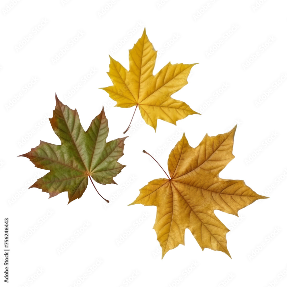 Maple leaves isolated on the transparent background Maple leaves isolated on the transparent background