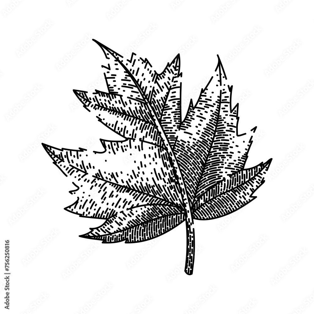 Fototapeta premium green maple leaf hand drawn. green fall, foliage ground canada maple leaf vector sketch. isolated black illustration