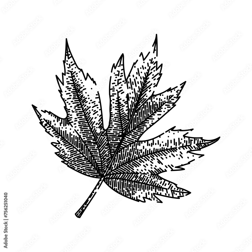 Fototapeta premium leaf hand drawn. flag red, fall foliage, ground yellow maple leaf vector sketch. isolated black illustration