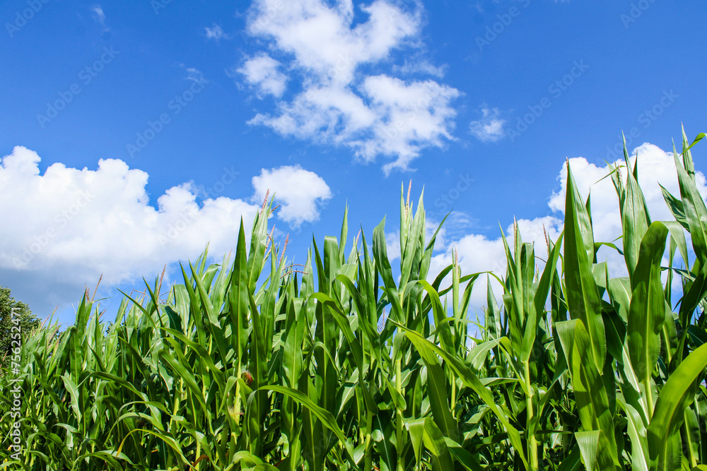 Obraz premium Bright green corn against a blue sky