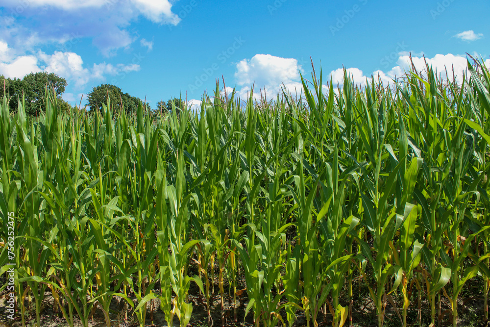 A thick wall of cucurza in a cornfield A thick wall of cucurza in a cornfield