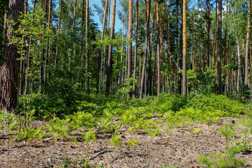 Fototapeta Naklejka Na Ścianę i Meble -  Pine forest, on a warm summer's day.