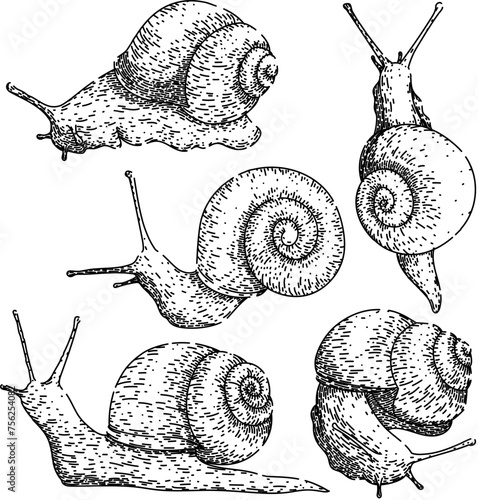 snail set hand drawn. object slug, slow insect, plant invertebrate snail vector sketch. isolated black illustration