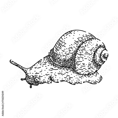 object snail hand drawn. slug slow, insect plant, invertebrate wood object snail vector sketch. isolated black illustration