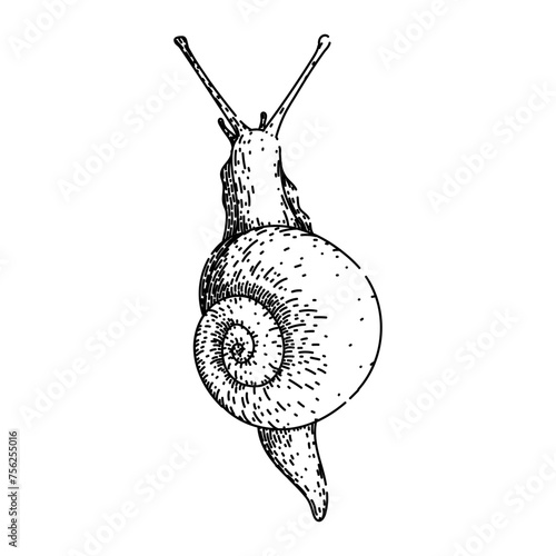 insect snail hand drawn. plant invertebrate, wood cute, start mollusk insect snail vector sketch. isolated black illustration