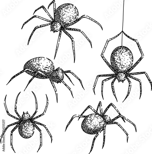 spider set hand drawn vector, cobweb texture, helloween frame spider vector sketch. isolated black illustration