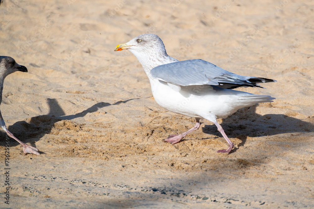 Fototapeta premium Möwen bei der Futtersuche 