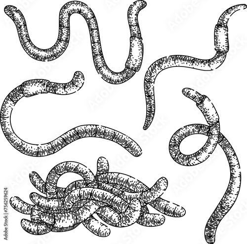 worm set hand drawn. simple vector, earth pink, compost garden worm vector sketch. isolated black illustration