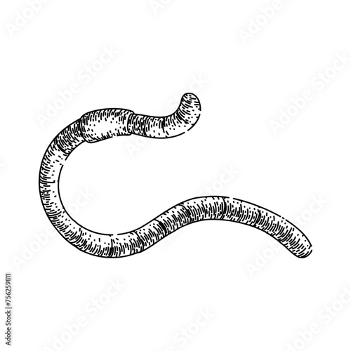 apple worm hand drawn. soil simple, vector earth, pink compost apple worm vector sketch. isolated black illustration